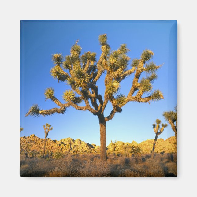 Imã Parque Nacional Joshua Tree, Califórnia. EUA. (Frente)