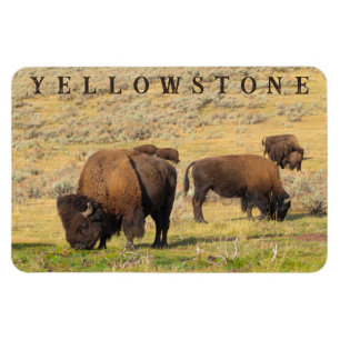 Ímã Parque Nacional Lamar Valley Bison Yellowstone