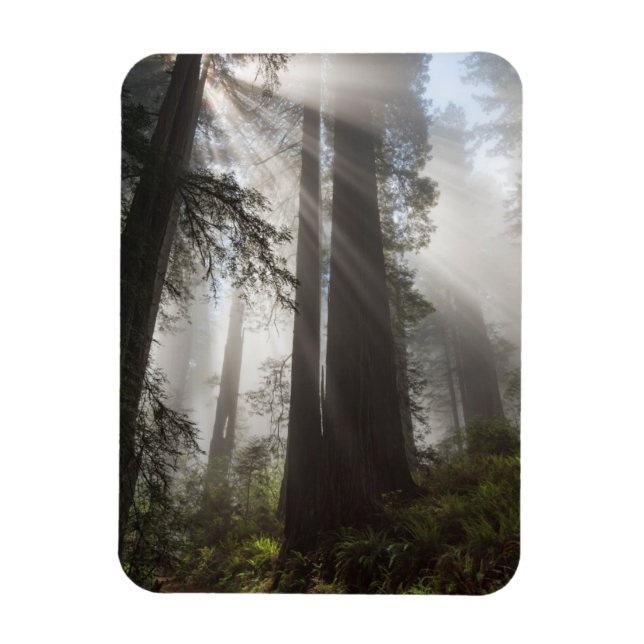 Ímã Parque Nacional Redwood Califórnia (Vertical)