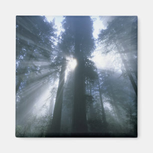 Imã Parque Nacional Redwood, Condado de Del Norte, neb
