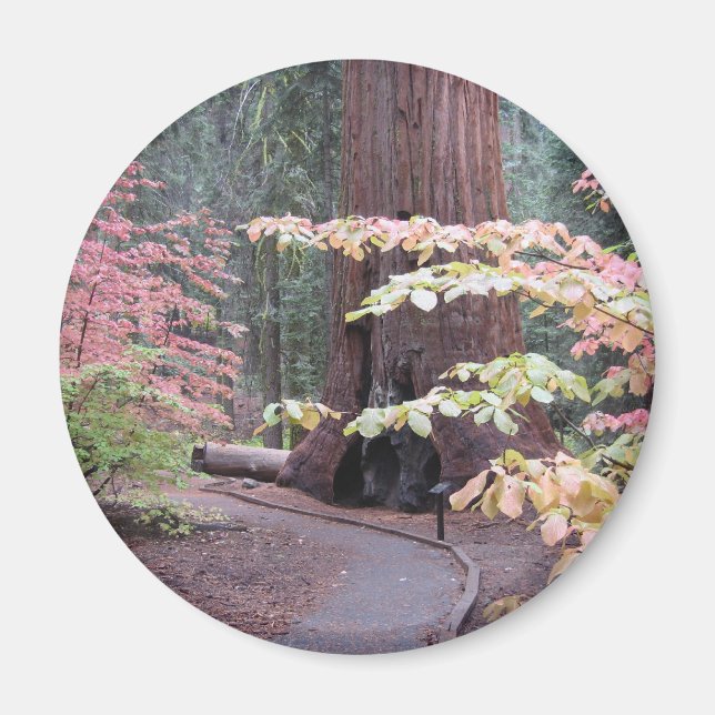 Imã Parque nacional Sequoia (Frente)