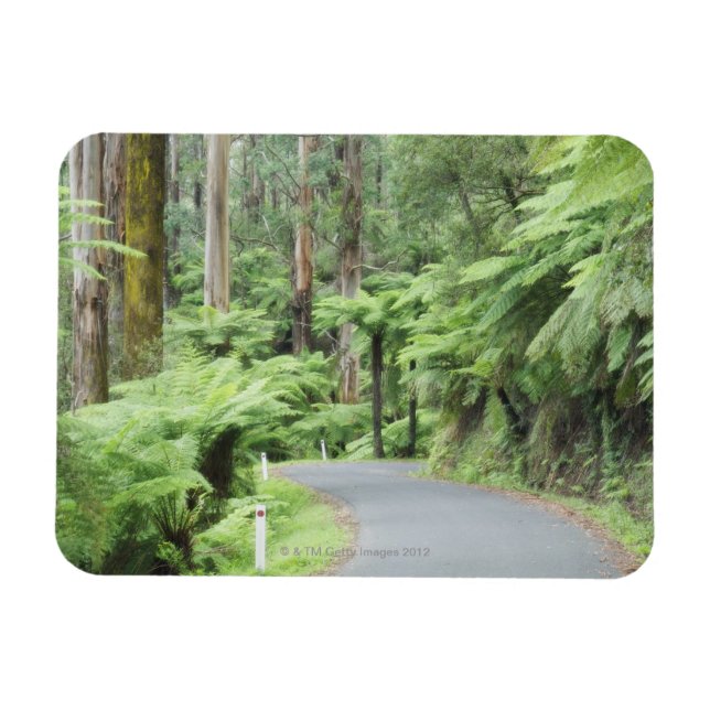 Ímã Parque Nacional Tarra Bulga, Strzelecki Ranges (Horizontal)