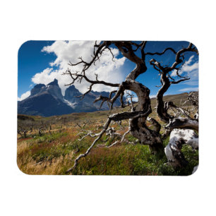 Ímã Parque Nacional Torres del Paine, árvores danifica
