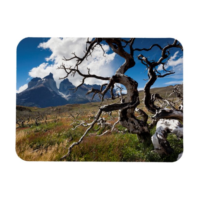 Ímã Parque Nacional Torres del Paine, árvores danifica (Horizontal)