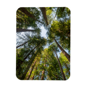 Ímã Parques Nacionais e Estaduais de Redwood, Califórn