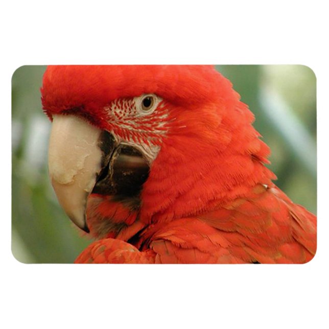 ÍMÃ PARROT (Horizontal)