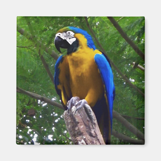 Imã Parrot Pose ~ (Frente)