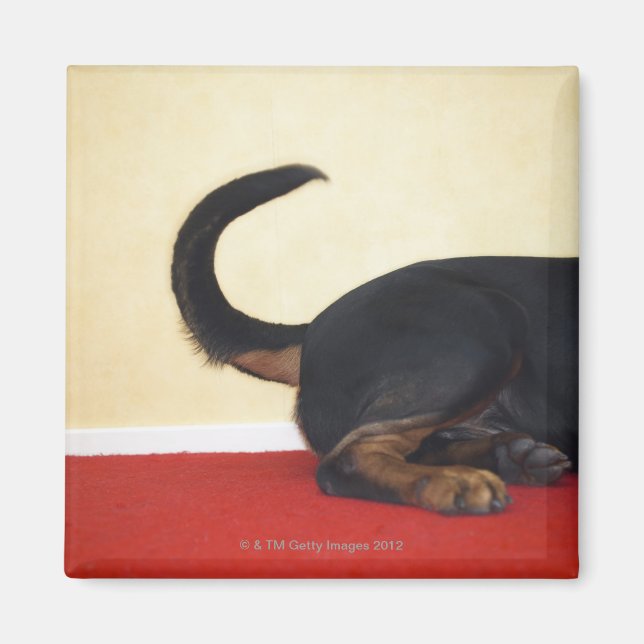 Imã Parte traseira da cauda do rottweiler (Frente)