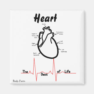 Imã Partes do Corpo — Coração Humano