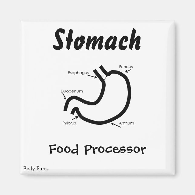 Imã Partes do corpo — Estômago humano (Frente)