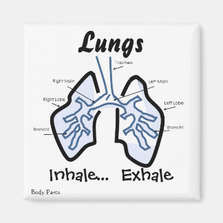 Imã Partes do Corpo — Pulmões Humanos