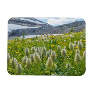 Ímã Pasqueflower Ocidental Montanhas de East Kootena