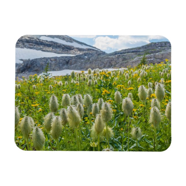 Ímã Pasqueflower Ocidental | Montanhas de East Kootena (Horizontal)