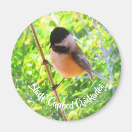 Imã Passarinhos Selvagens Natureza com Chapim-de-Cabeç