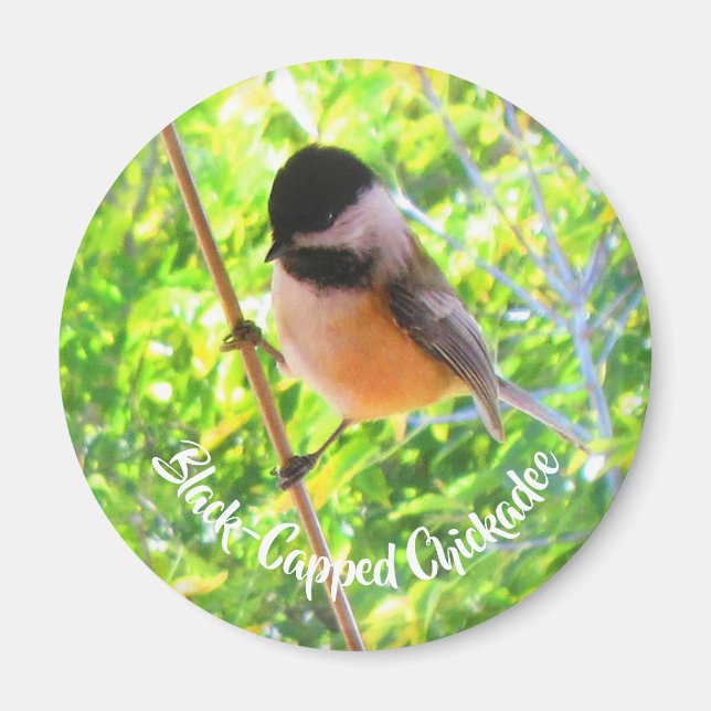 Imã Passarinhos Selvagens Natureza com Chapim-de-Cabeç (Frente)
