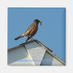 Imã Pássaro adiantado