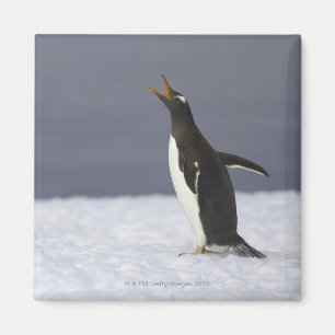 Imã Pássaro adulto do pinguim de Gentoo (Pygoscelis
