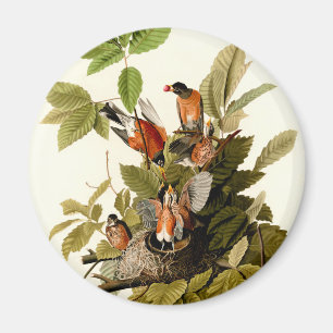 Imã Pássaro Americano Robin Wildlife
