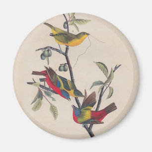 Imã Pássaro Antiguado Pintado com Audubon