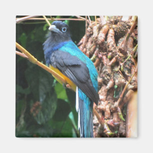 Imã Pássaro Azul de Cauda Longa