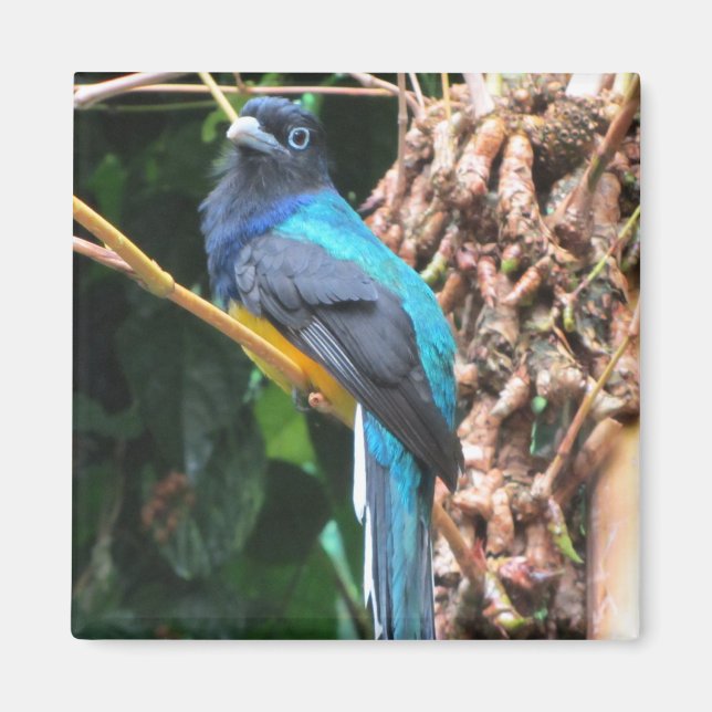 Imã Pássaro Azul de Cauda Longa (Frente)
