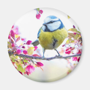 Imã Pássaro Azul e Amarelo bonito em uma Fotografia d