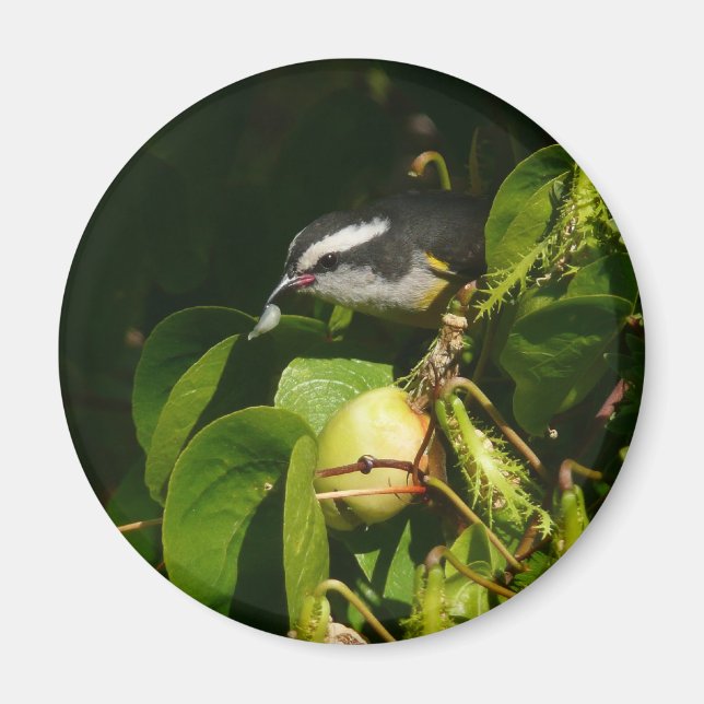 Imã Pássaro Bananaquit Comendo Fotografia Tropical (Frente)