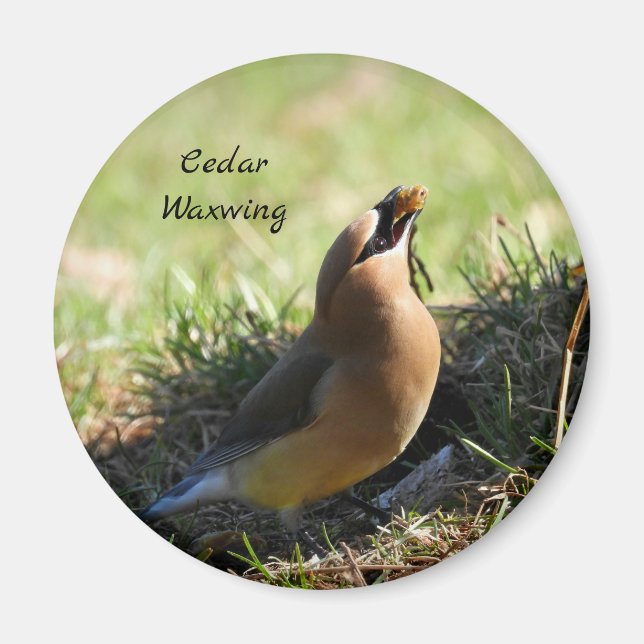 Imã Pássaro Cedar Waxwing (Frente)