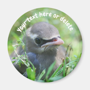 Imã Pássaro Cera Americano Bebê Natureza Personalizado