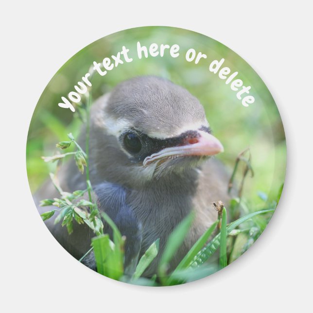 Imã Pássaro Cera Americano Bebê Natureza Personalizado (Frente)