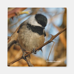 Imã Pássaro Chickadee Bonito Esperançoso De Capas Ne