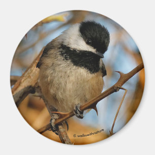 Imã Pássaro Chickadee Bonito Esperançoso De Capas Ne