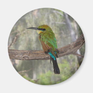 Imã Pássaro comedor de abelhas arco-íris, Austrália