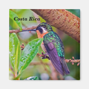 Imã Pássaro da Costa Rica - Beija-flor-de-garganta-ard