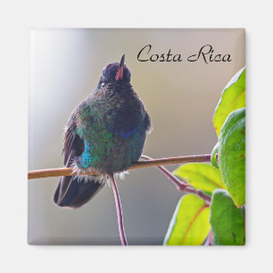 Imã Pássaro da Costa Rica - Hummingbird com gargalhad