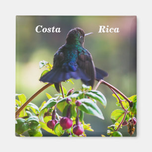 Imã Pássaro da Costa Rica - Hummingbird com gargalhad