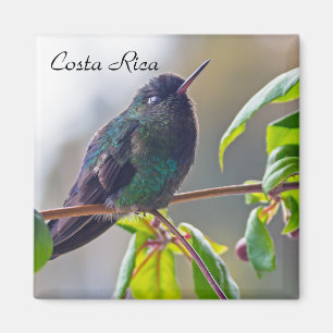 Imã Pássaro da Costa Rica - Hummingbird com gargalhad