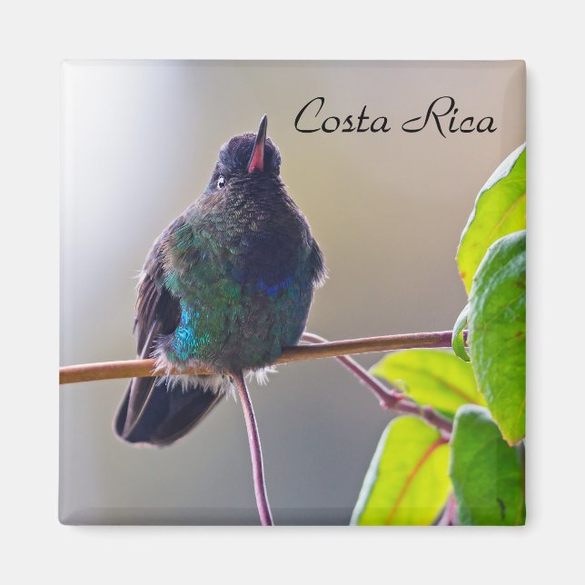 Imã Pássaro da Costa Rica - Pássaro Hummingbird com ga (Frente)
