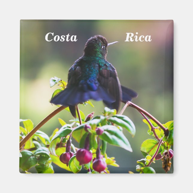 Imã Pássaro da Costa Rica - Pássaro Hummingbird com ga (Frente)