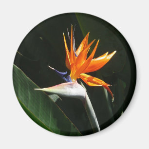Imã Pássaro da Flor Tropical de Paraíso Laranja