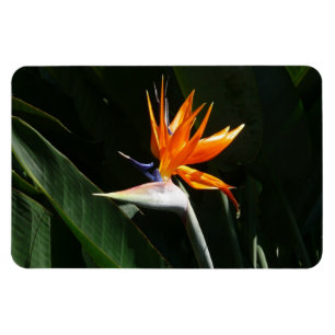 Ímã Pássaro da Flor Tropical Laranja do Paraíso