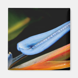 Imã Pássaro da Foto do Paraíso