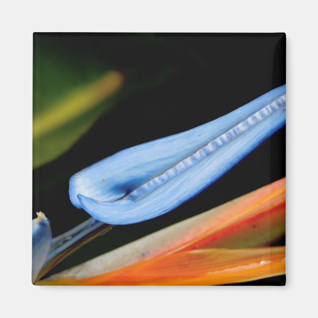 Imã Pássaro da Foto do Paraíso (Frente)