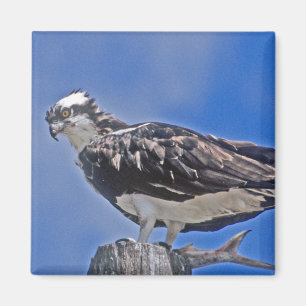 Imã Pássaro do Osprey