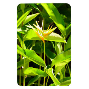 Ímã Pássaro do Paraíso