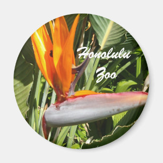 Imã Pássaro do Paraíso, Zoo Honolulu