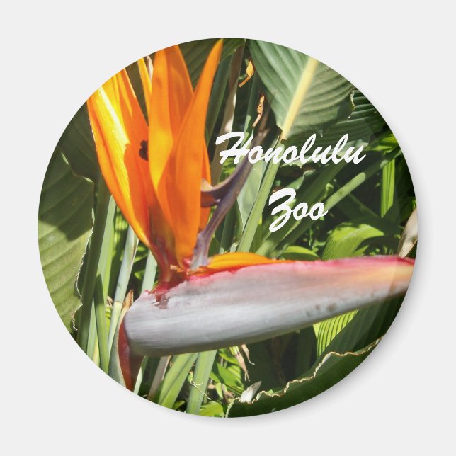 Imã Pássaro do Paraíso, Zoo Honolulu (Frente)