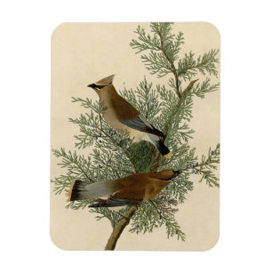 Ímã Pássaro do Waxwing de cedro de Audubon