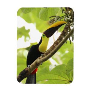 Ímã Pássaro Exótico Swainson Toucan