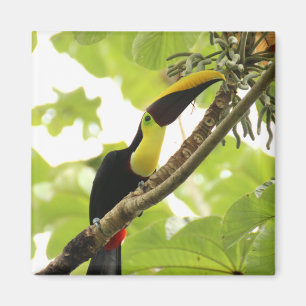 Imã Pássaro Exótico Swainson Toucan